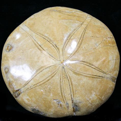 Large Polished Fossil Sand Dollar - Jurassic (#22738) For Sale ...