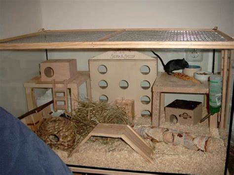 Gerbil home | Gerbil, Small pets, Natural pet