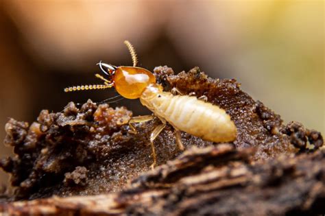 How to identify termite damage - ProPest Control