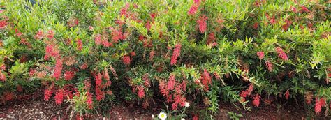 Grevillea - Australian Native Plants Society (Australia)