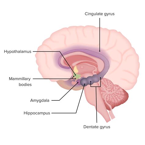 Limbic System: Anatomy | Concise Medical Knowledge