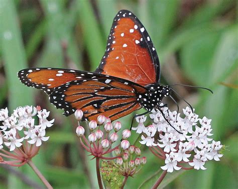 Queen butterfly - Florida Wildflower Foundation