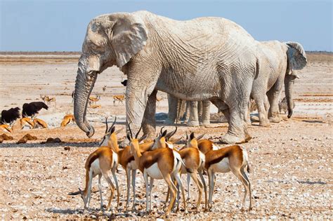 Namibia Photo Safaris, Namibian Photography Safaris