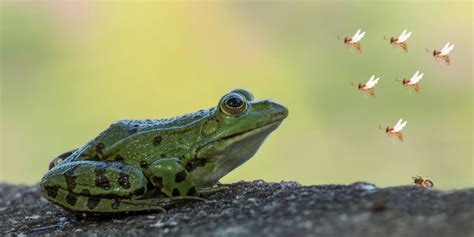 Do Frogs Eat Bees? | Animal Pickings