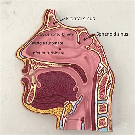 Nasal Airway Surgery in Columbia SC | Rich & Humenansky