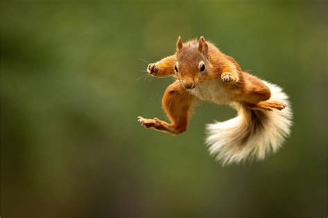 Flying Squirrel Vocalizations - Nature Blog