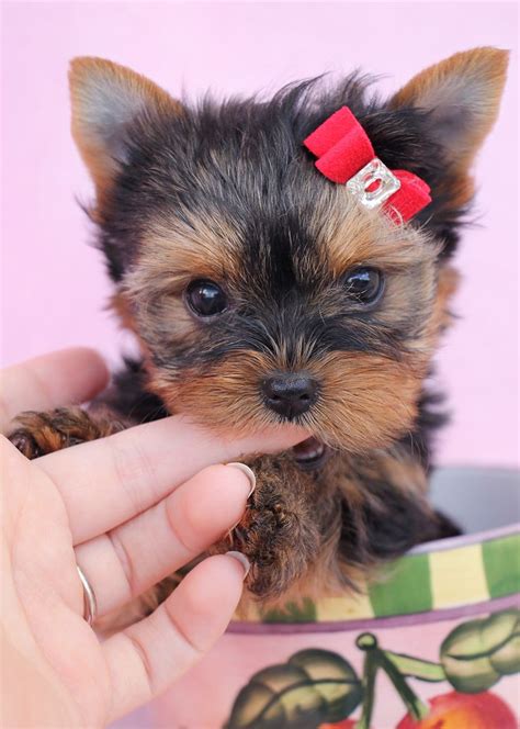 159 best images about Teacup Yorkies & Yorkie Puppies on Pinterest