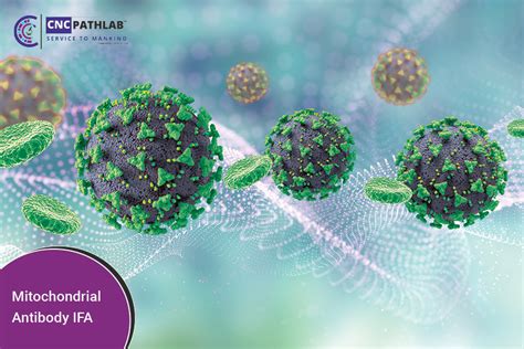 What is Mitochondrial Antibody IFA and how is it used in the diagnosis ...