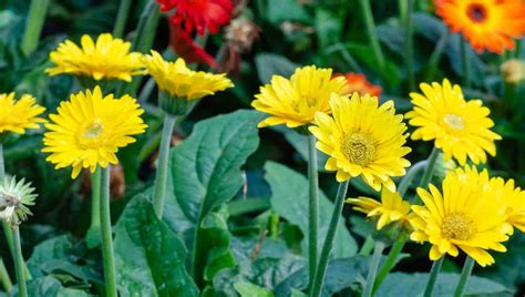 Yellow Garden Jewels™ Gerbera Daisy - Southern Living Plants