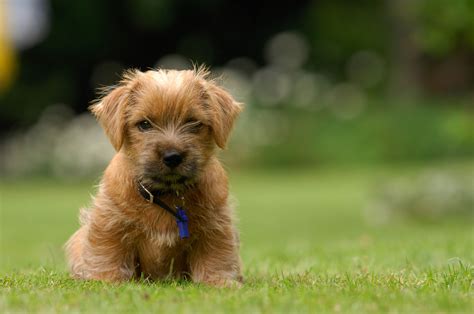 Very cute Norfolk Terrier pup | Norfolk terrier, Cute dogs breeds, Dog ...