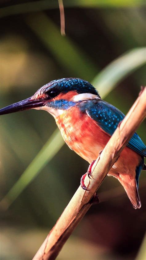 Kingfisher, 4k, close-up, wildlife, small bird, Alcedinidae | Bird, Pet ...