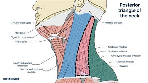 Posterior Triangle Of The Neck Subdivisions Teachmeanatomy