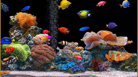 Aquarium Fish Wallpapers - Wallpaper Cave