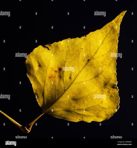 Black Poplar leaves (Populus nigra), Salicaceae Stock Photo - Alamy