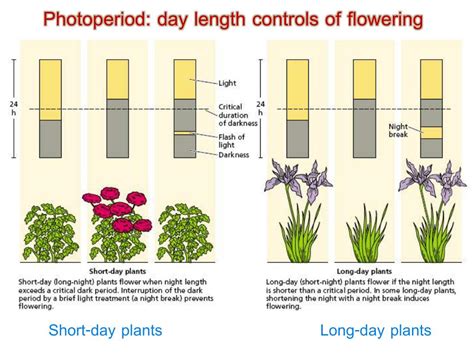 PPT - Plant growth, development and differentiation ( 6 hr) PowerPoint ...