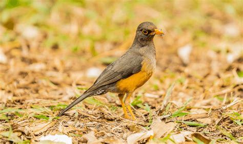 Do Birds Eat Ants? All Questions Answered! - Happy Birding