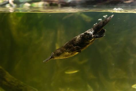 Platypus milk might save us from bacterial infections, and that’s not ...