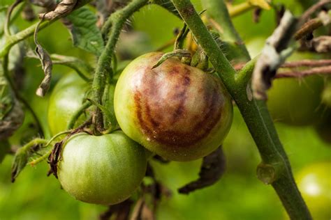 Tomato Blight: How to Spot, Treat & Prevent 3 Types of Blight