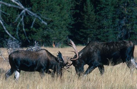 Bull Moose Fighting Photograph by Gerald C. Kelley | Pixels