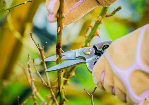 Rose tree pruning - when and how to prune roses