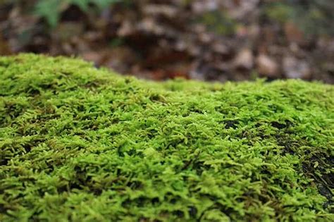 19 Types of Mosses For Your Garden | Trees.com