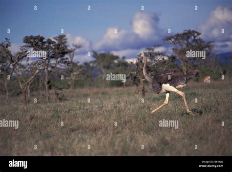 African ostrich running on plain Stock Photo - Alamy