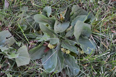 Broadleaf Plantain, also known as Common Plantain is a broadleaf weed.