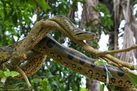 Amazon Rainforest Animals : The Anaconda ~ Amazon Rainforest Animals