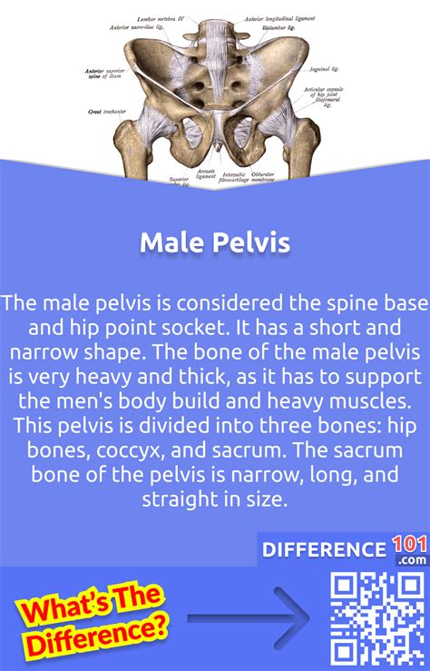 Male vs. Female Pelvis: 6 Key Differences, Pros & Cons, Similarities ...