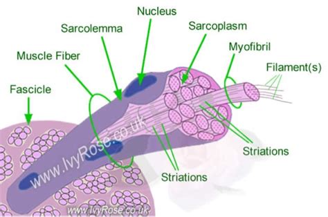 Anatomy and Physiology Blog: All About Skeletal Muscle Cells