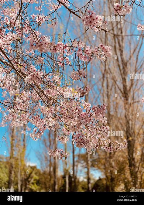 Spring in Auckland New Zealand Stock Photo - Alamy