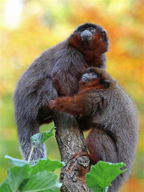 Coppery titi monkey - Marwell Zoo