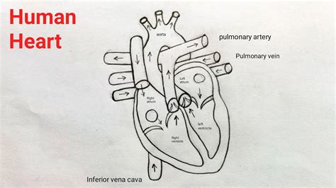 Easy To Draw Diagram Of Heart - Design Talk