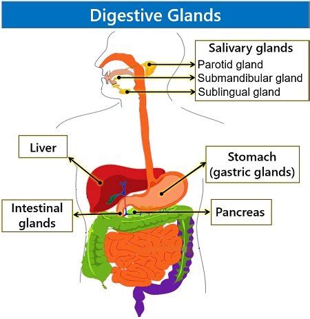 What are the Digestive Glands in Human Body? Types and Functions ...