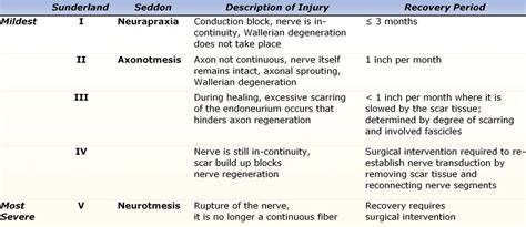 Nerve Regeneration: Nerve Regeneration Recovery Time