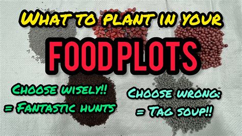 WHAT TO PLANT IN YOUR FOOD PLOTS. #deer #deerhunting #whitetails # ...