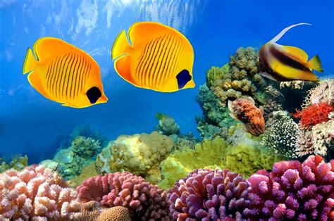 Underwater fish fishes ocean sea tropical reef turtle wallpaper | Coral ...