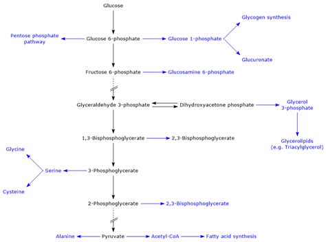 Glycolysis Enzymes