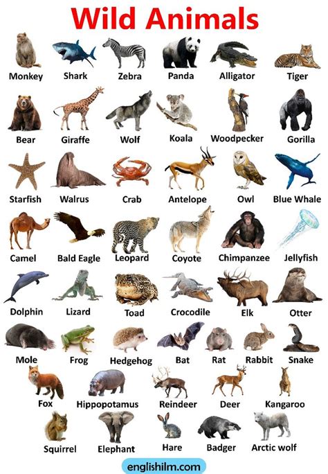 Wild Animals | List of Wild Animals Name in English with Images | Wild ...