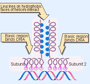 8. Leucine zippers are involved in dimer formation | Genes VII