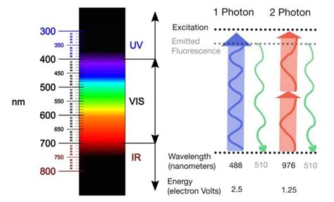 Two-Photon Microscopy - Neurotar