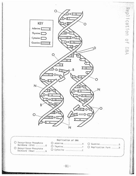 Dna Replication Coloring Worksheet Coloring Pages