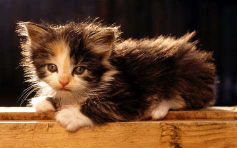 Cute kitty cat kittens