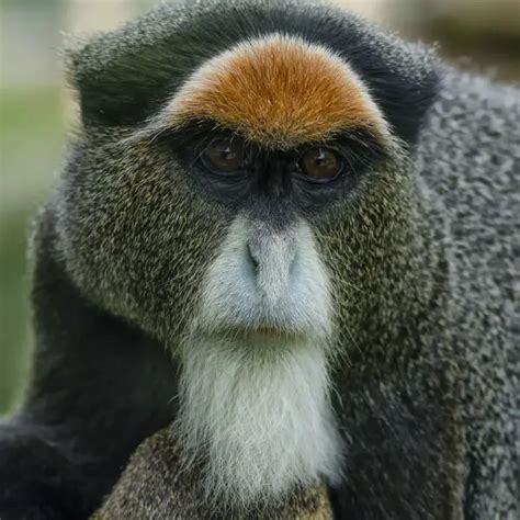 De Brazza's Monkey - Facts, Diet, Habitat & Pictures on Animalia.bio