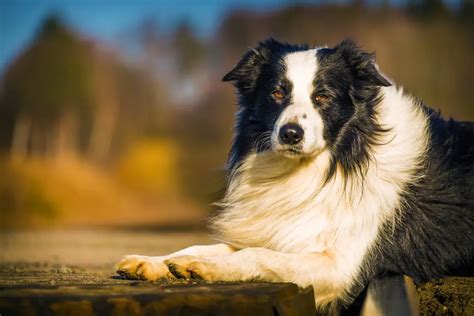 Border Collie Ears: The Complete Guide 2023 - Canine HQ