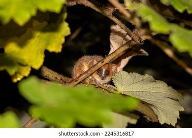 Nocturnal Goodmans Mouse Lemur Microcebus Lehilahytsara Stock Photo ...