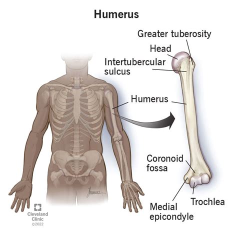 Humerus (Bone): Anatomy, Location & Function