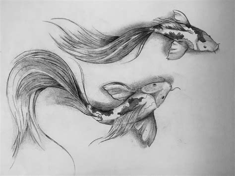 Realistic Koi Fish Drawing