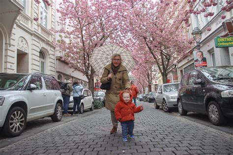 CHERRY BLOSSOMS IN BONN – The Twirling Traveler