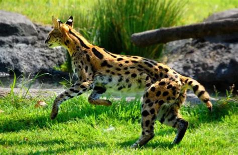 Serval - Description, Habitat, Image, Diet, and Interesting Facts